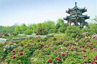 洛阳植物园爆料视频大全,探秘花海与自然奇观