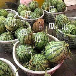 娱乐会吃瓜,揭秘明星们的“吃瓜”日常  第3张