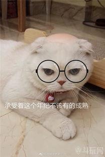 刘二豆与娱乐吃瓜君  第1张